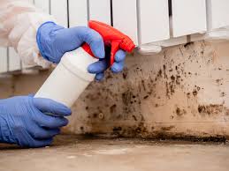 Best Environmental Consulting for Mold Prevention  in Pumpkin Center, NC